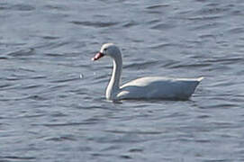 Coscoroba Swan