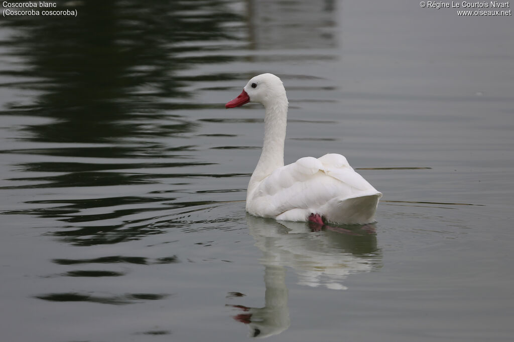 Coscoroba Swan