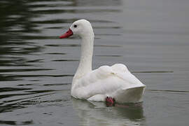 Coscoroba Swan