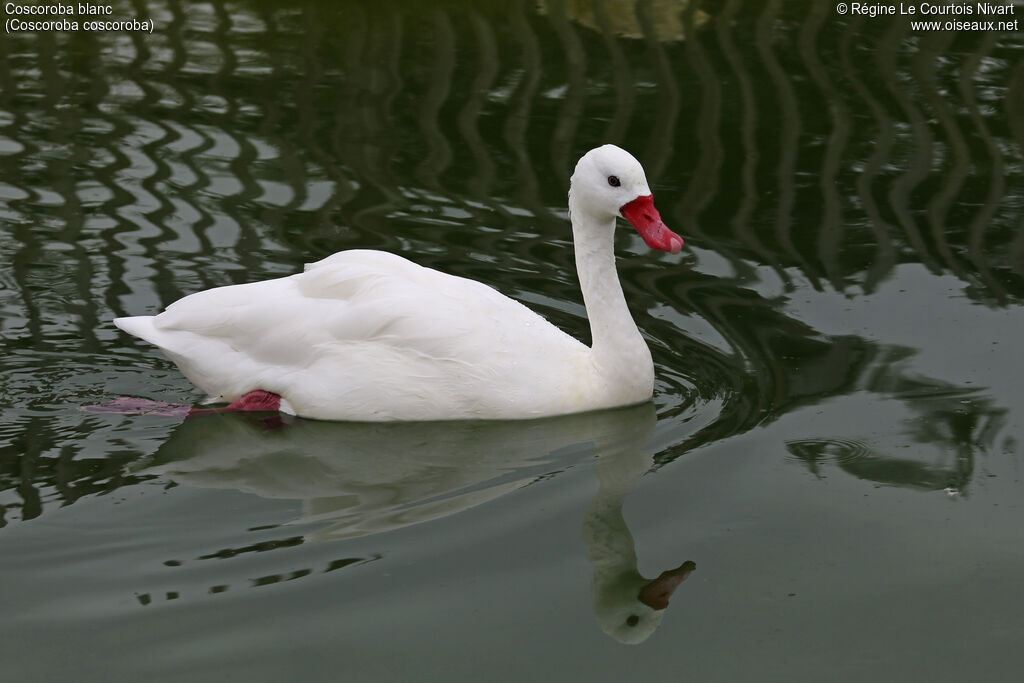 Coscoroba Swan