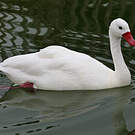 Coscoroba blanc