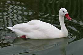 Coscoroba Swan