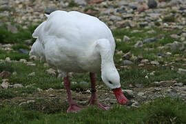 Coscoroba Swan