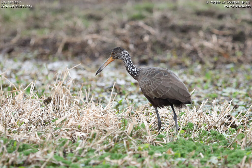 Limpkin