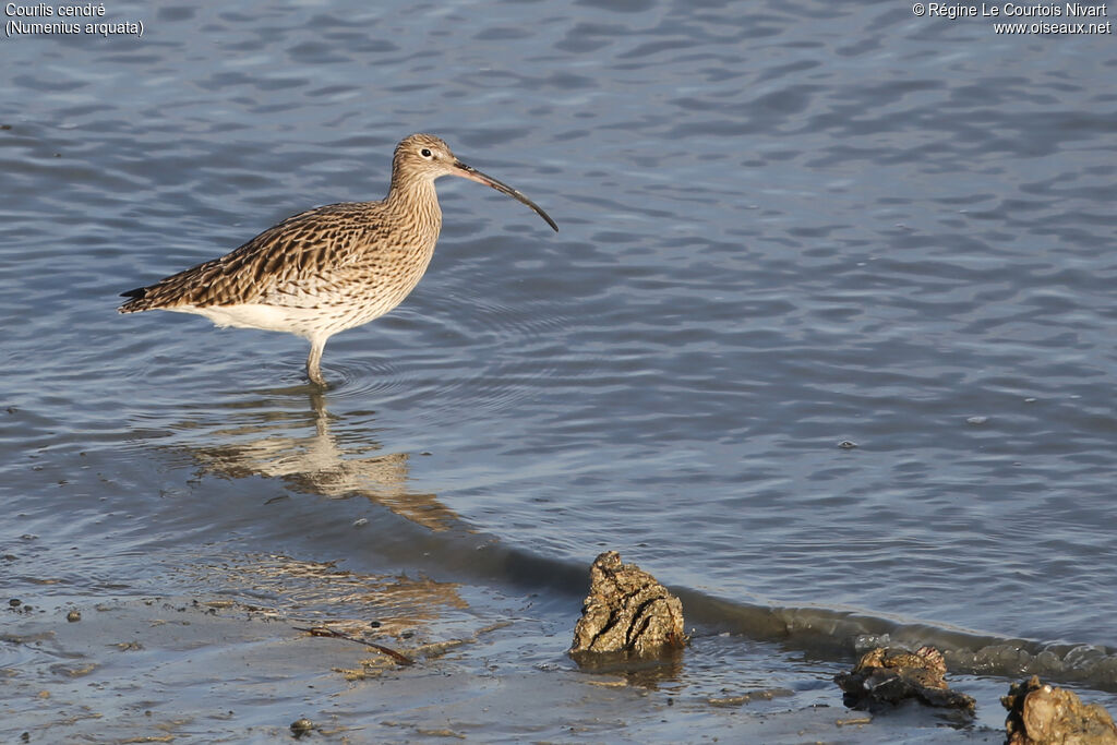 Eurasian Curlew