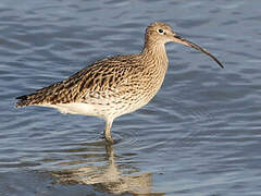 Eurasian Curlew