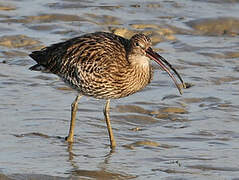 Eurasian Curlew