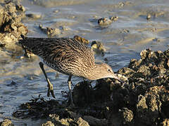 Eurasian Curlew