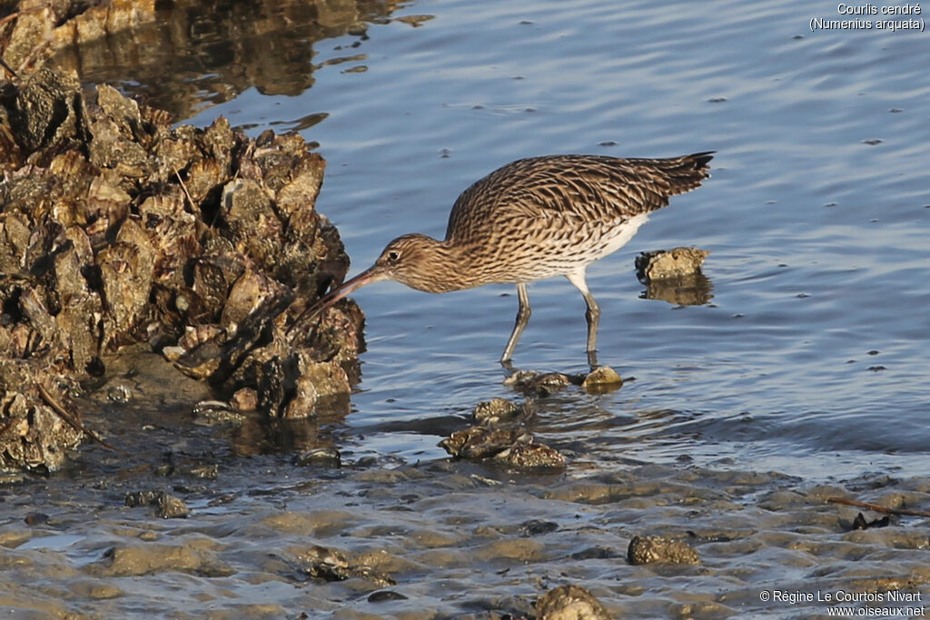 Eurasian Curlew