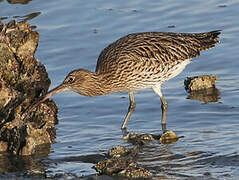 Eurasian Curlew