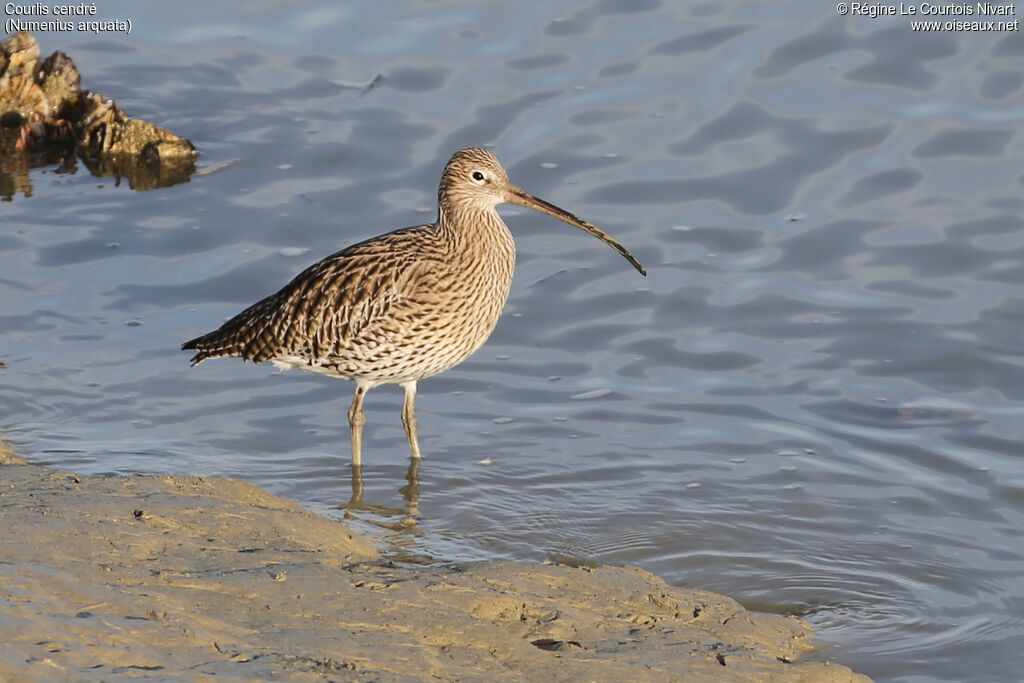 Eurasian Curlew