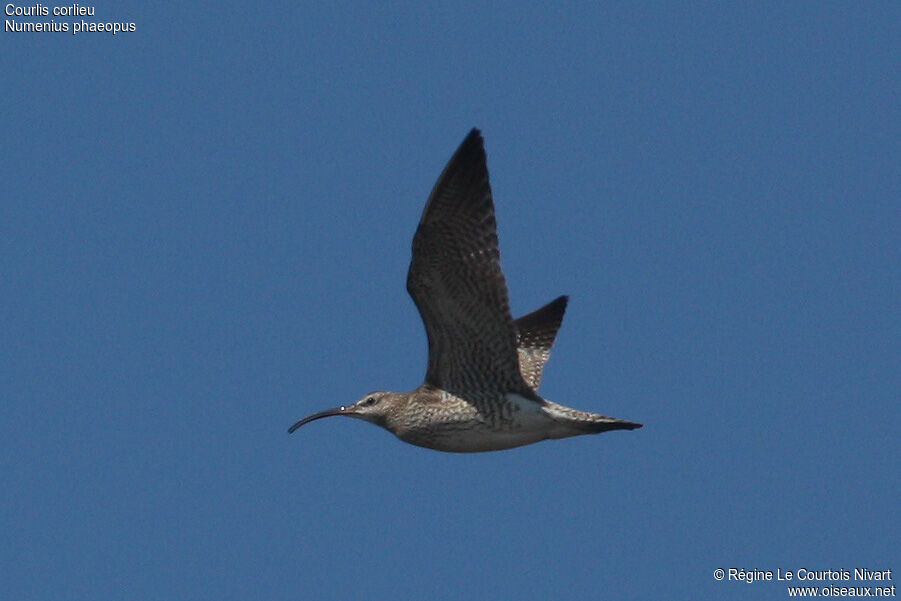 Eurasian Whimbrel, Flight