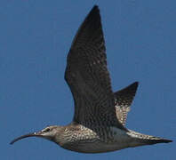 Whimbrel