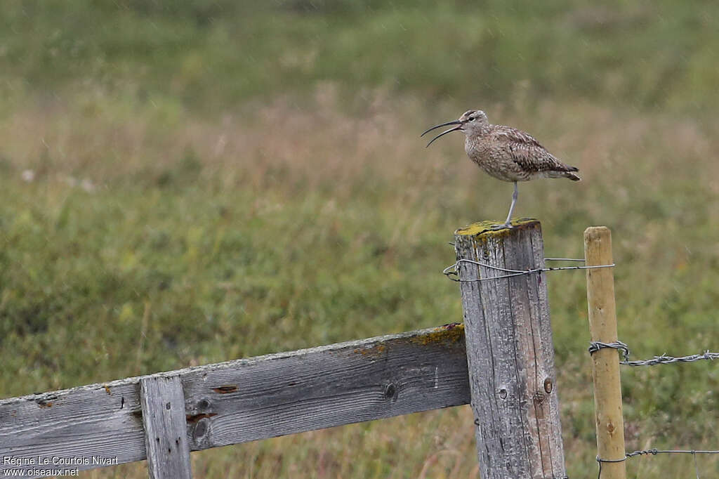 Whimbreladult, habitat, song