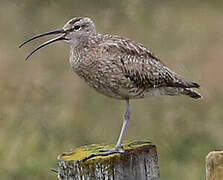 Whimbrel