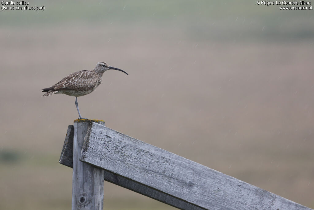 Eurasian Whimbrel