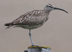 Eurasian Whimbrel