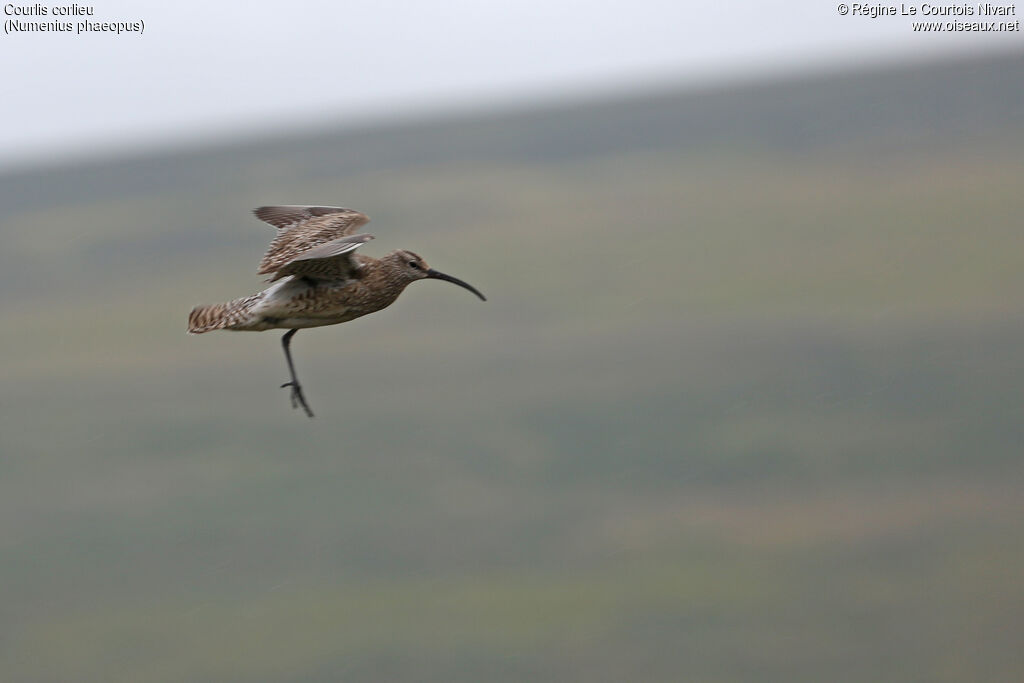 Whimbrel