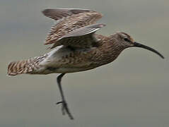 Whimbrel