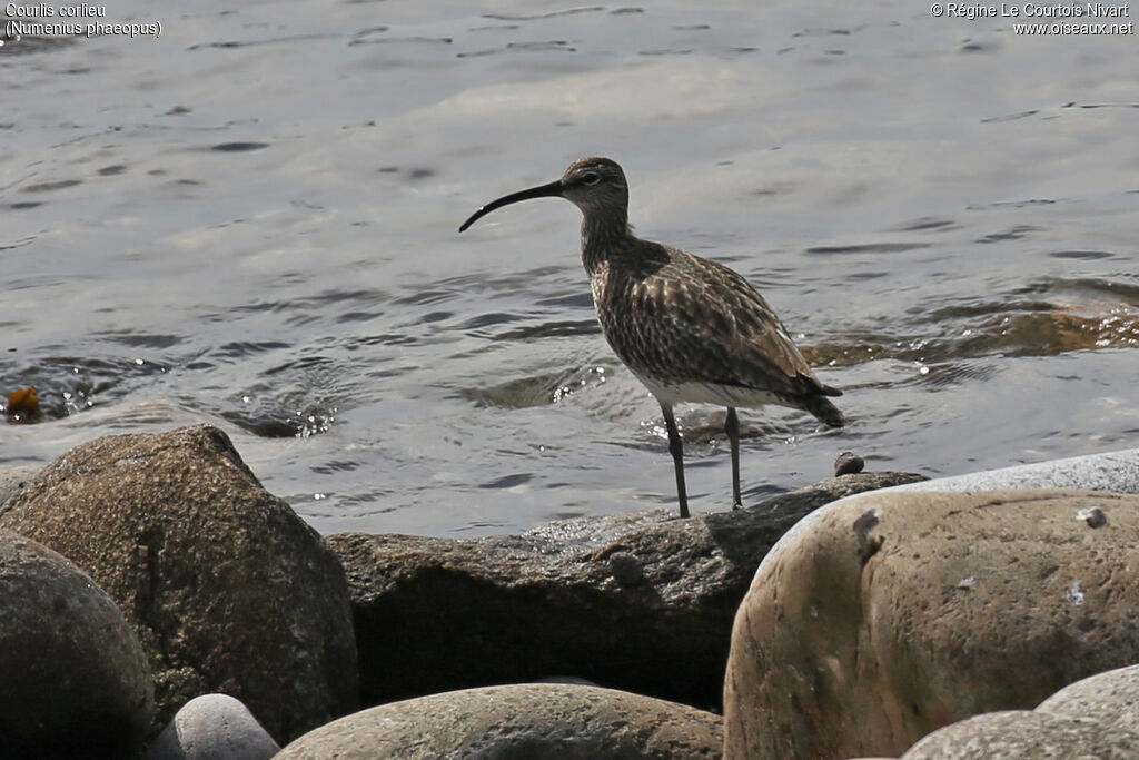Eurasian Whimbrel