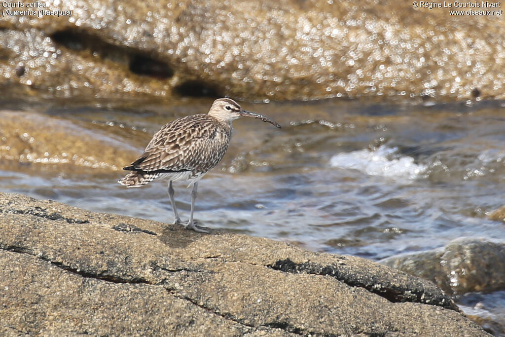 Eurasian Whimbrel
