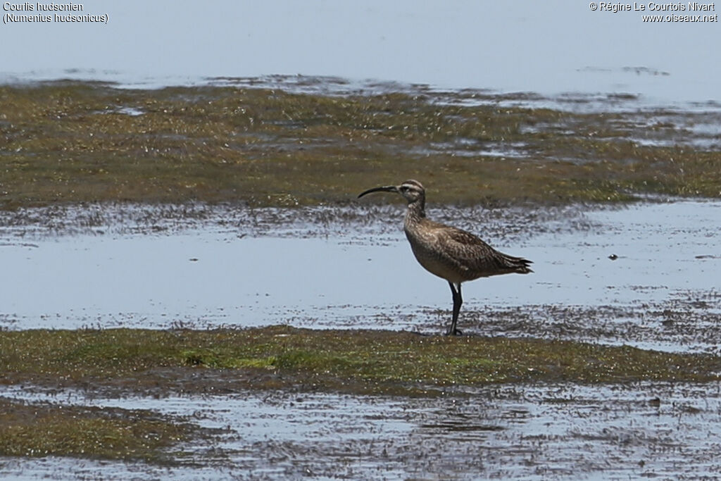 Hudsonian Whimbrel