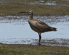 Hudsonian Whimbrel