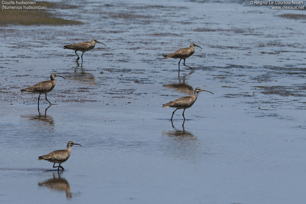 Hudsonian Whimbrel