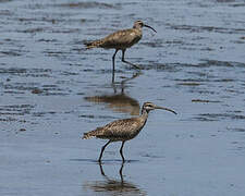 Hudsonian Whimbrel