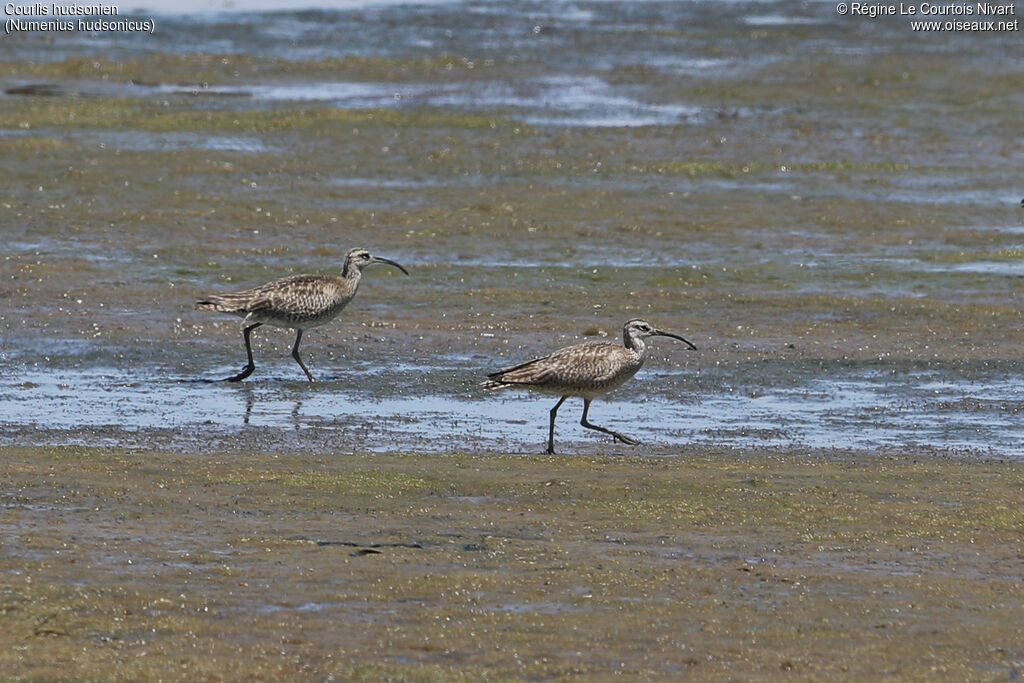 Hudsonian Whimbrel