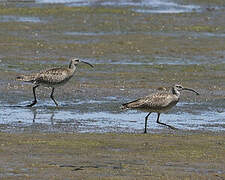 Hudsonian Whimbrel