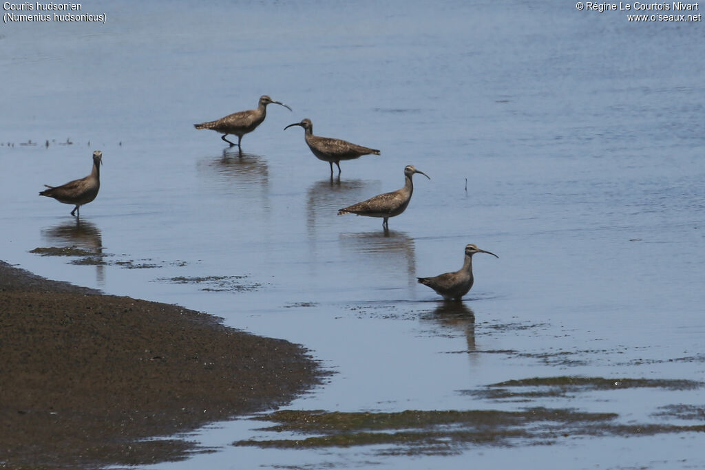 Hudsonian Whimbrel