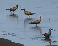 Hudsonian Whimbrel