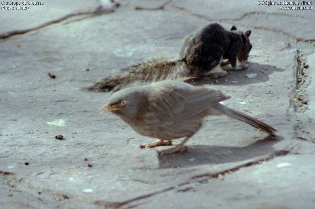 Cratérope de brousse