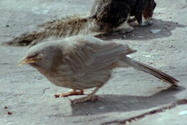 Jungle Babbler