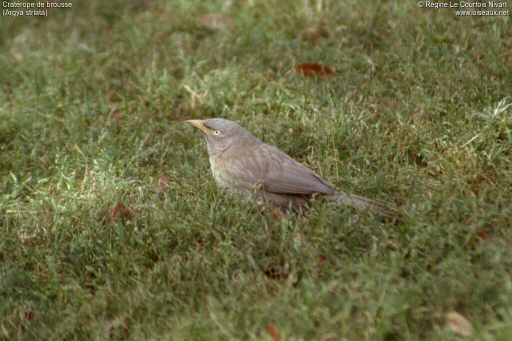 Cratérope de brousse