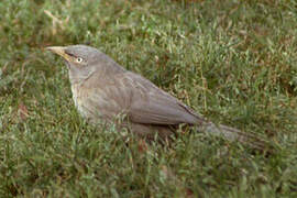 Jungle Babbler