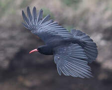 Red-billed Chough