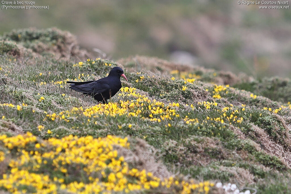 Red-billed Chough