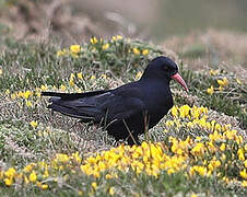 Red-billed Chough