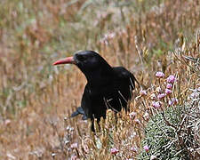 Red-billed Chough