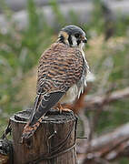 American Kestrel