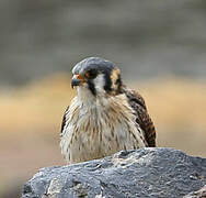 American Kestrel