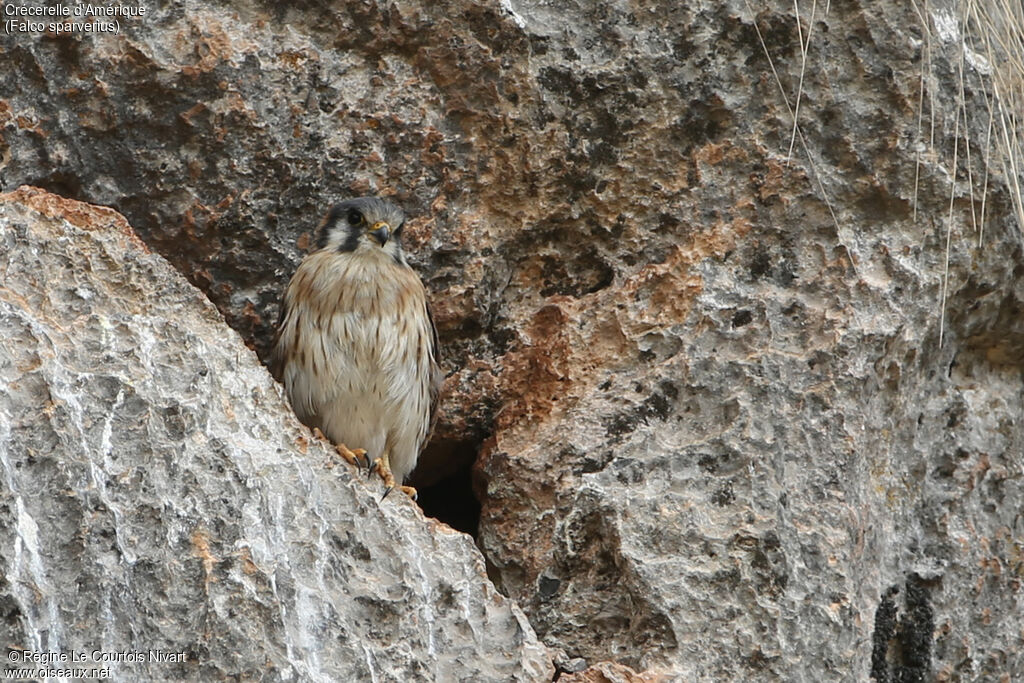 American Kestrel