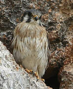 American Kestrel