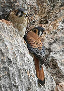 American Kestrel