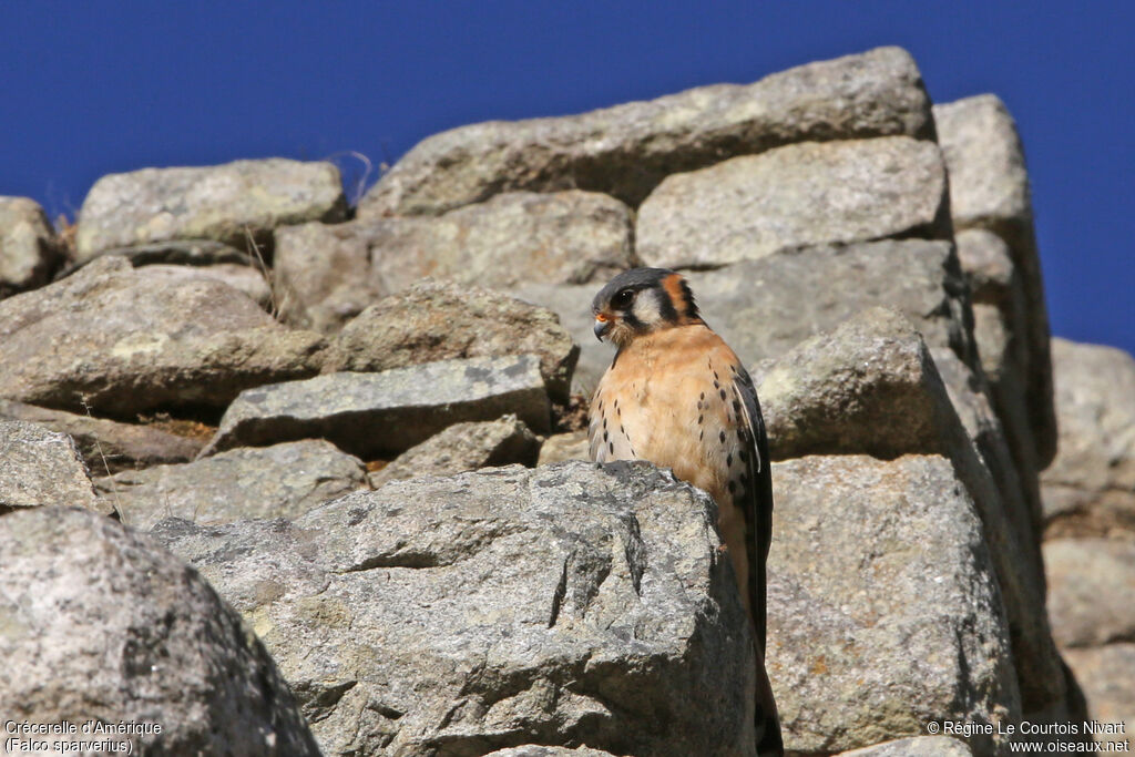 American Kestrel