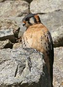 American Kestrel