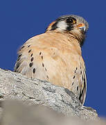 American Kestrel