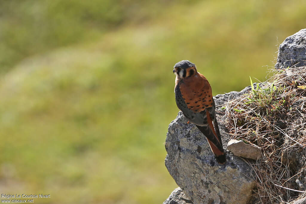 American Kestrel male adult, identification